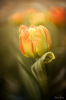 Lensbaby Twist 28 lens