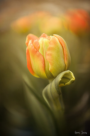 Lensbaby Twist 28 lens