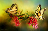 Artistry Beyond The Lens